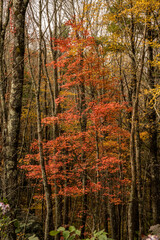 Red Leaves In Dark Forest