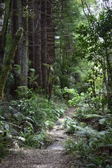 Fototapeta premium New Zealand forest walk