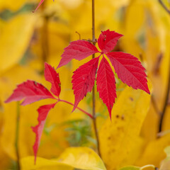 Red Leaves in front of Yellow Leaf Background