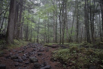 八ヶ岳連峰での登山風景、美嚢戸口からの登山道