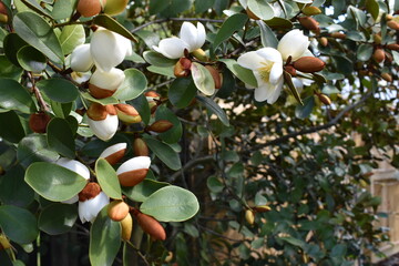 White flower