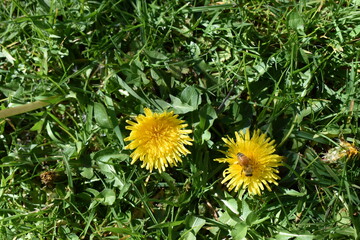 Dandelion with bee