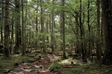 Fototapeta premium 八ヶ岳連峰での登山風景、美嚢戸口からの登山道