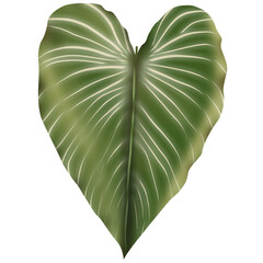 Philodendron Gloriosum growing wild in the rain forest  isolated on white background.  Green velvet, white vein, heart shape, rainforest foliage, huge leaf. Suitable for indoor plant.