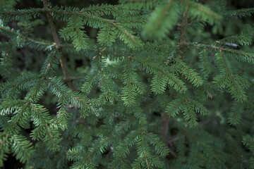 八ヶ岳連峰での登山風景、植物