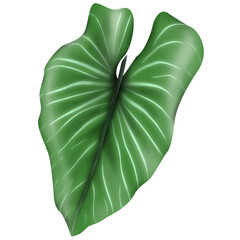 Philodendron Gloriosum growing wild in the rain forest isolated on white background. Green velvet, white vein, heart shape, rainforest foliage, huge leaf. Suitable for indoor plant.