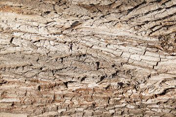 Closeup of the texture of the bark of an old poplar with brown color and great roughness.