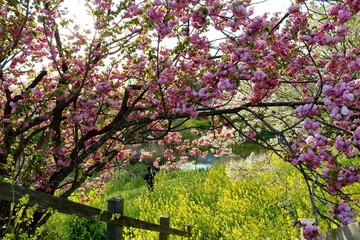 春の日　桜と菜の花　川沿い　風景