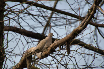 Mourning dove resting on the branch.    North Vancouver BC Canada　
