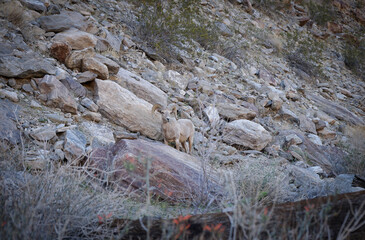 野生のビックホーンシープ