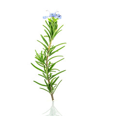 Close Up branch of fresh rosemary and rosemary flower isolated on white background.