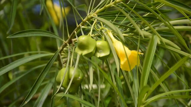fresh Thevetia peruviana fruit in nature garden