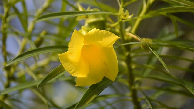 Yellow Oleander flower in nature garden