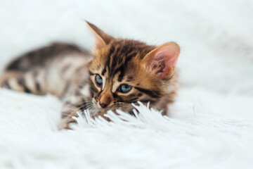 Cute dark grey charcoal bengal kitten on a furry white blanket.