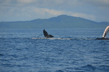 Panama tourism, beach, animals. flowers