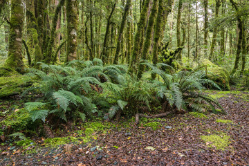 lush vegetation in tropical New Zealand rainforest with ferns and moss covered tree trunks...