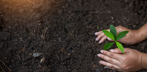 Hands of the farmer are planting the seedlings into the soil