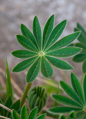 Leaves of Lupine plant (Lupinus polyphyllus) in the garden. Close up. Detail. Macro. Selective focus.