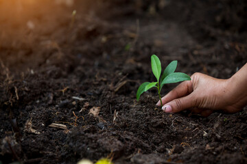 Hands of the farmer are planting the seedlings into the soil