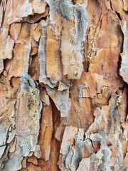 Bark of a tree texture close up. Background.