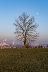 Obraz premium El árbol, la humanidad, la vida y la muerte. 