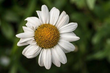 Zinia, flower of white petals and yellow center