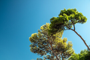 Pine tree against blue sky