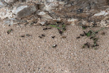 group of ants