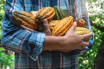 Closeup, farmer holding the harvested Cacao fruits in his arm, selective focus, Cacao fruits which...