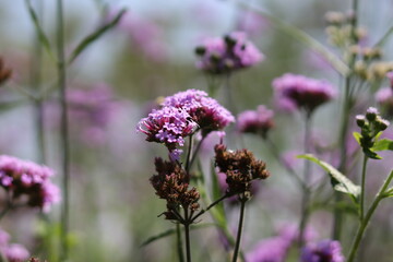 Small purple flowers with blurred background in garden outdoor ,closeup.