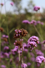 Small purple flowers with blurred background in garden outdoor ,closeup.
