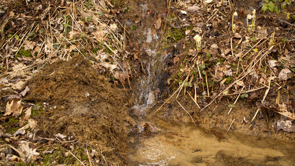 Naklejka na ściany i meble Water Flowing in the Woods