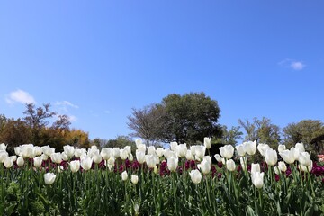 馬見丘陵公園　チューリップフェア