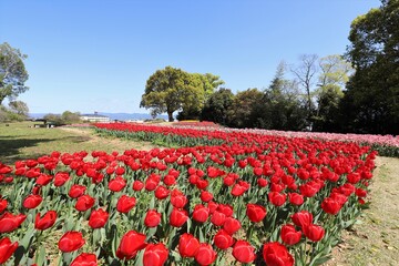 馬見丘陵公園　チューリップフェア