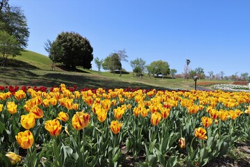 馬見丘陵公園　チューリップフェア