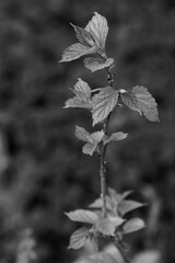 leaves in spring