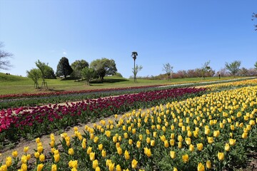 Fototapeta premium 馬見丘陵公園 チューリップフェア