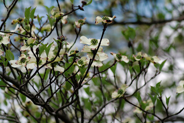 blooming tree in spring