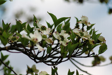tree blossom