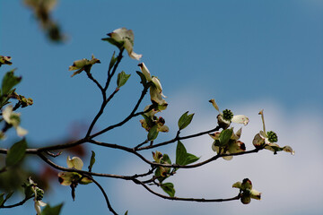 white blossoms against the sky