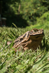 profile toad that sits in the sun