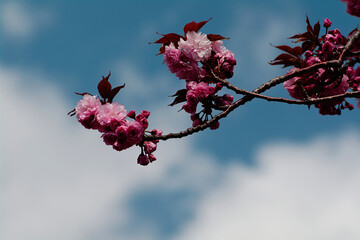 branch of a cherry tree