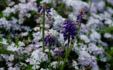 close up of lavender flowers