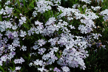 Fototapeta premium flowers in the field