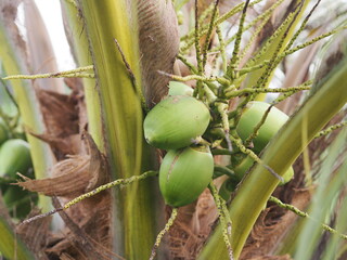 close-up bunch of fresh green coconut Clusters on palm tree, fruit nature background