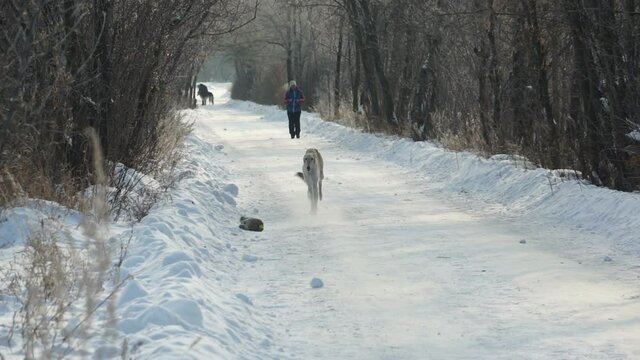 greyhound dogs run after a hare