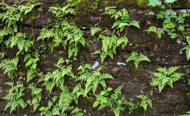 ferns growing on a limestone wall