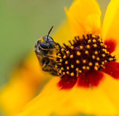 bee on a flower
