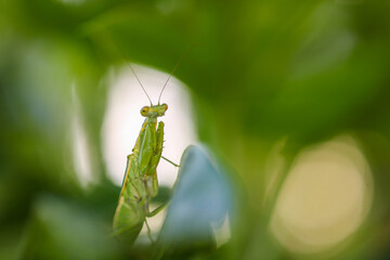 grasshopper on a leaf