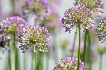 Growing Allium flowers, a large, showy blossom with spiky pink and purple flowers